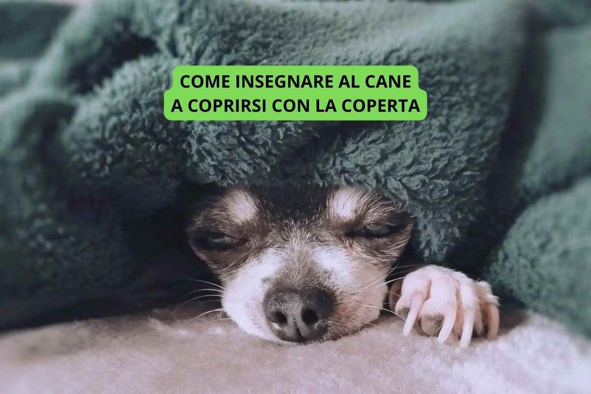 Cane sotto la coperta