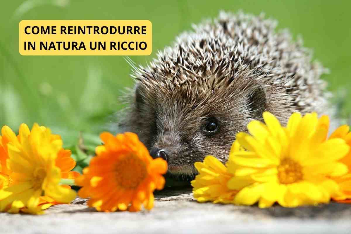 riccio in natura