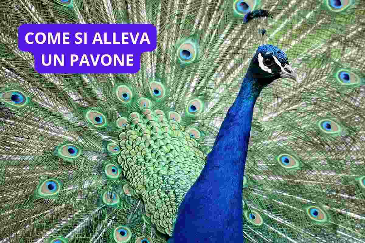 pavone che si alleva