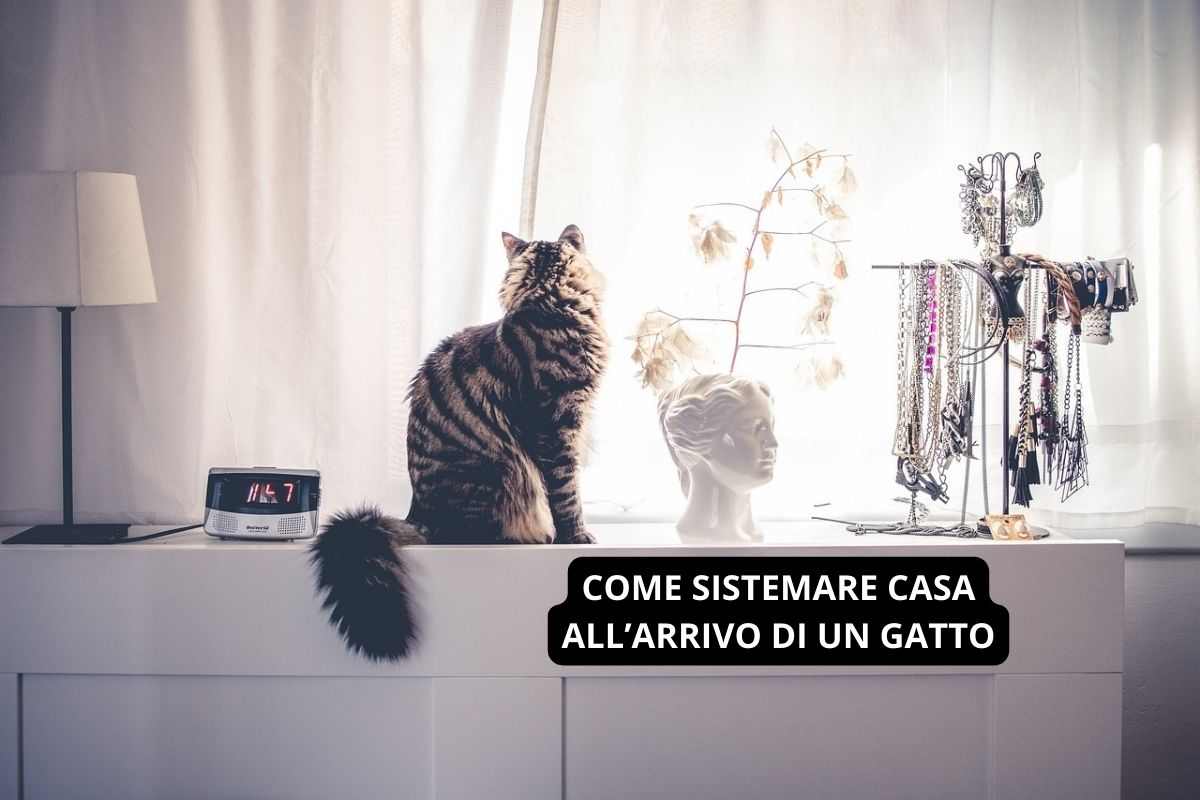 Gatto in casa