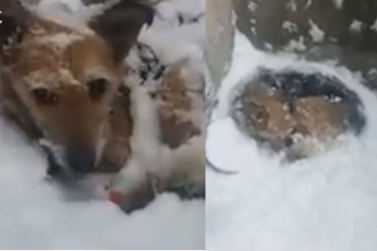 Cagnolina abbandonata in mezzo alla neve
