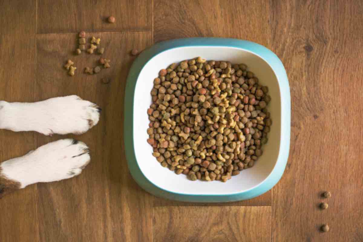 Le crocchette per il cane accanto alle sue zampe