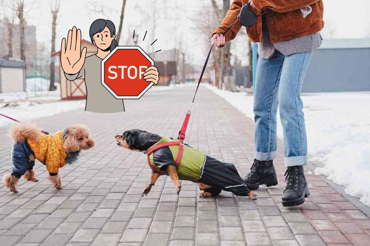 Cane aggressivo per strada