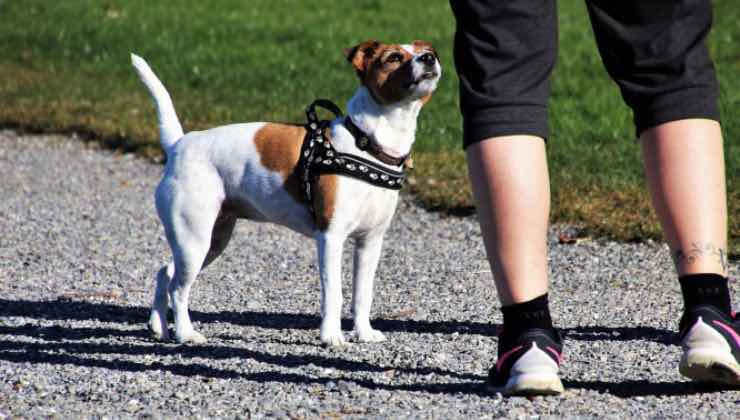 Cane bianco e marrone e un uomo durante una passeggiata 