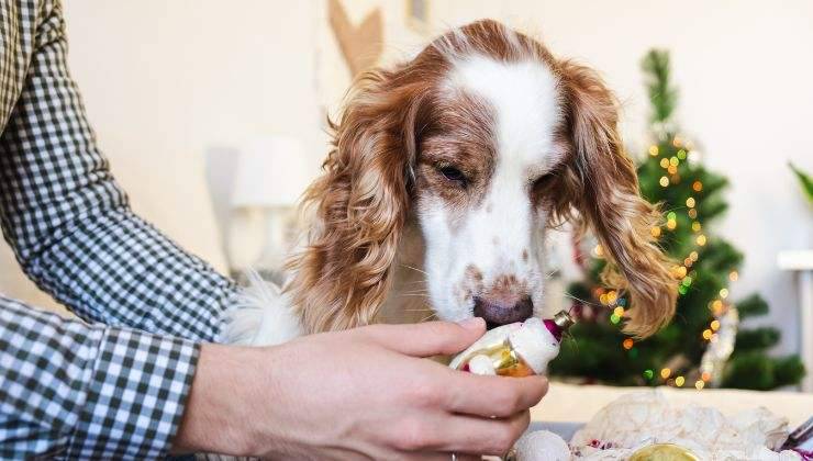 cane annusa olio essenziale