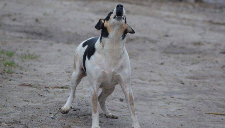 Fido in strada che risponde ululando 