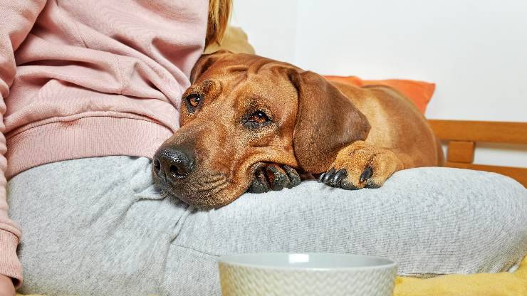 cane sulle gambe della proprietaria