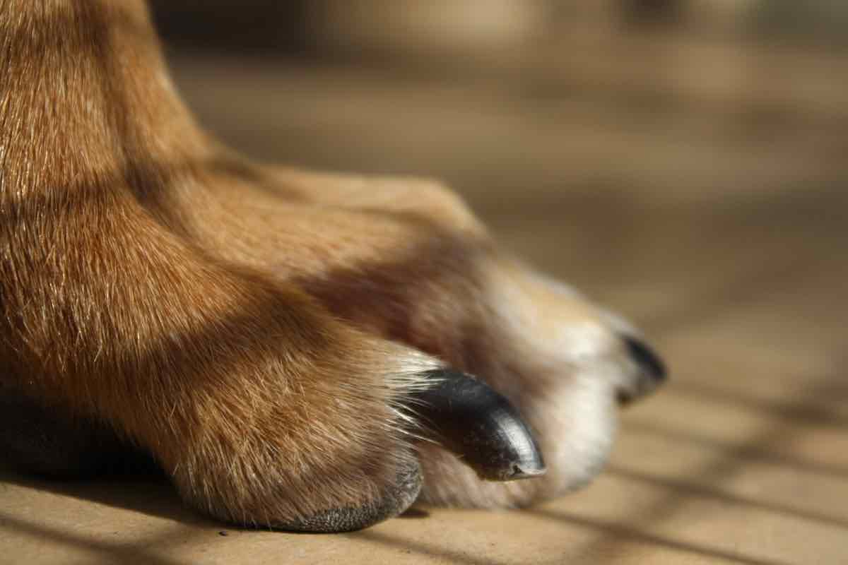 La zampa di un cane sul pavimento con le unghie nere