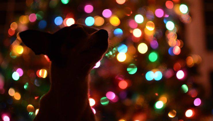 Cane davanti alle luce dell'albero di Natale 