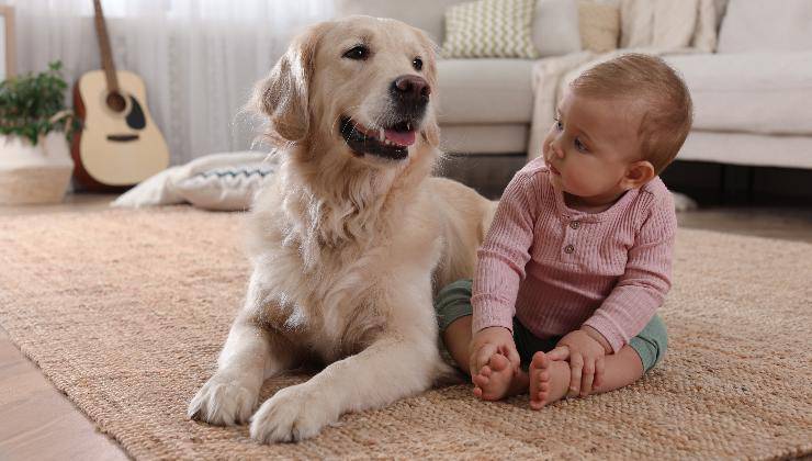 Cane seduto a terra con bambino