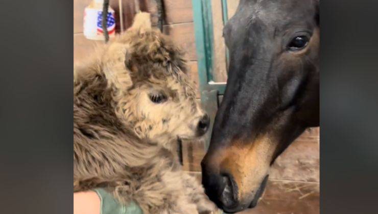 Cane e bufalo si annusano