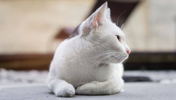 Gatto ascolta chi parla