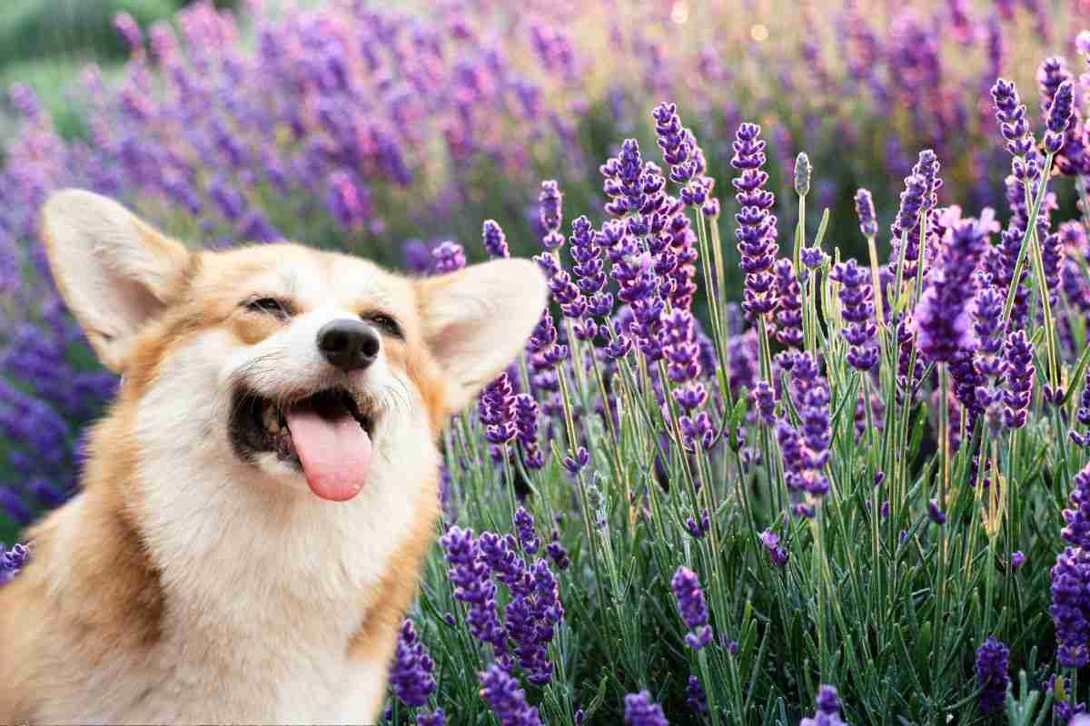 Cane e lavanda
