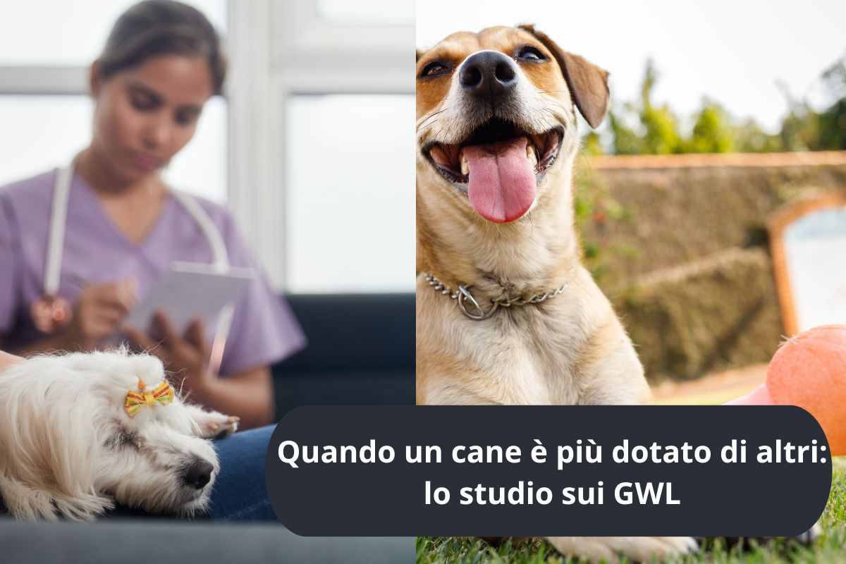 Studio sul cane e cane che riconosce giocattolo