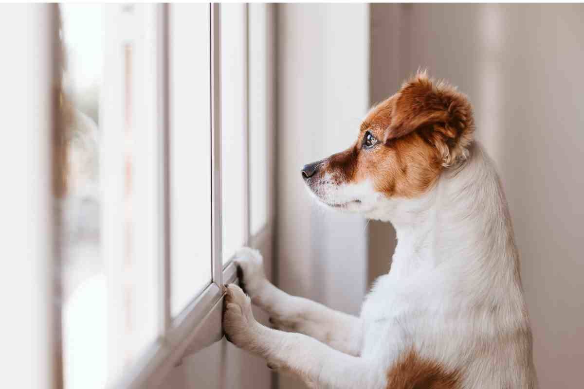 Perché i cani guardano fuori dalla finestra