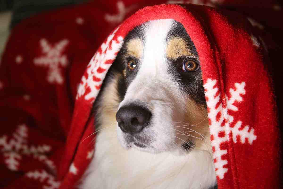 Il tuo cane può soffrire di ansia durante le feste di natale