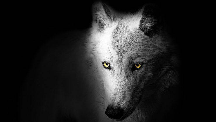 Cane lupo dal pelo bianco e dagli occhi gialli al buio 