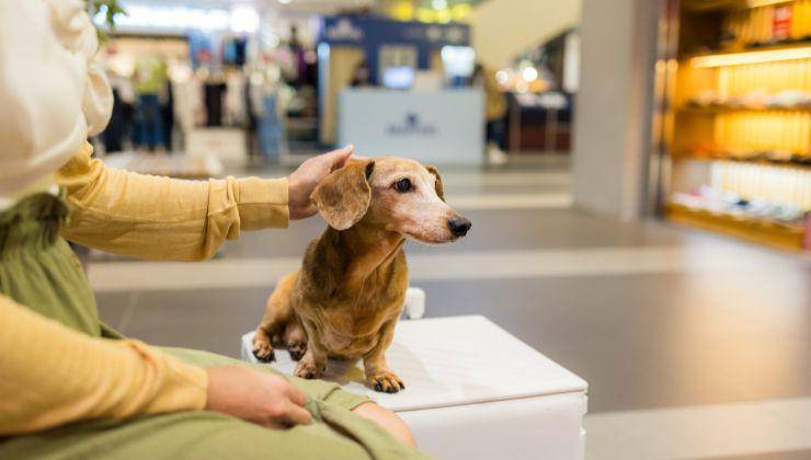 Cane al centro commerciale