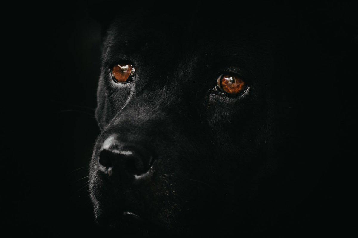 Cane dal pelo nero e dagli occhi arancioni al buio