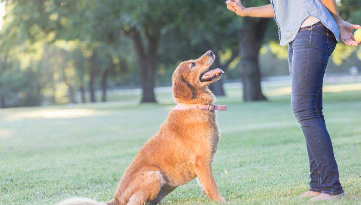 Padrone istruisce il cane