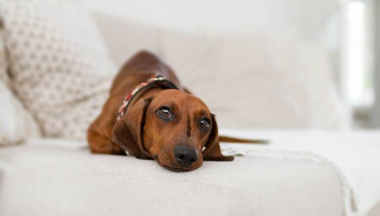 Cane marrone sul letto in assenza del suo umano