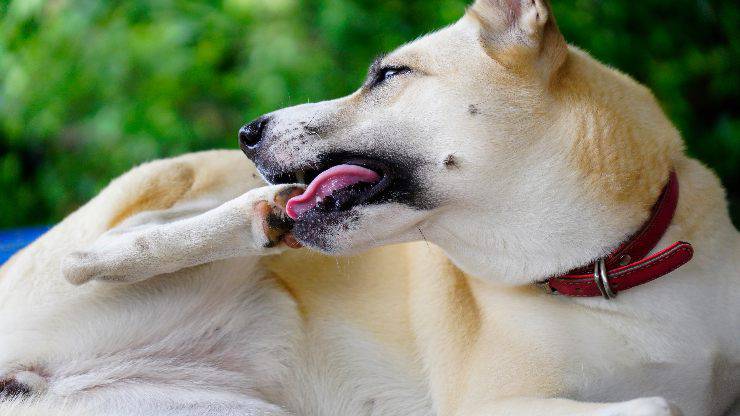 Cane usa la zampa per grattarsi