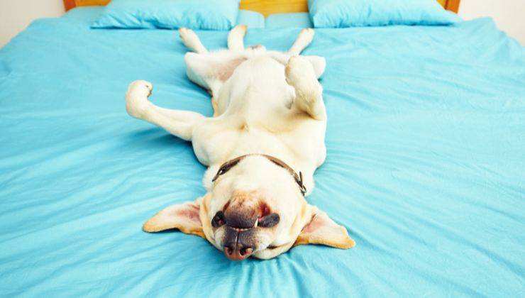 Cane bianco steso sul letto a pancia in su senza il suo umano