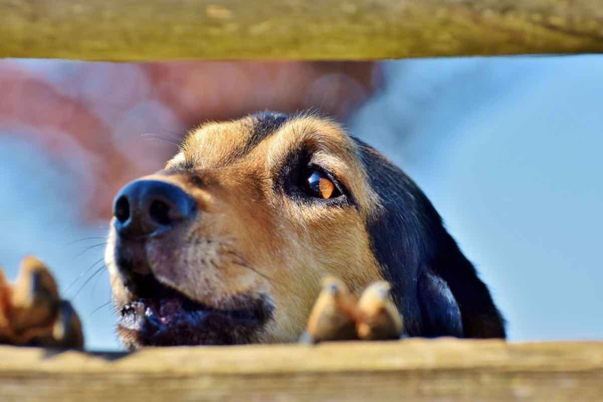 Cane illuminato dal sole ulula alle sirene da una fessura