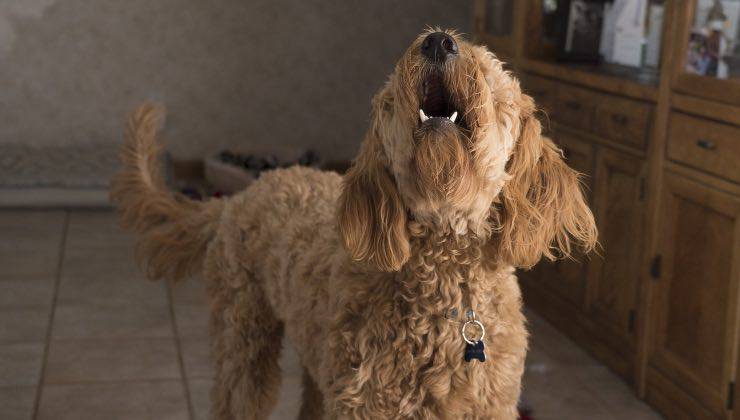 Cane a pelo lungo sorpreso mentre sta ululando nell'appartamento 