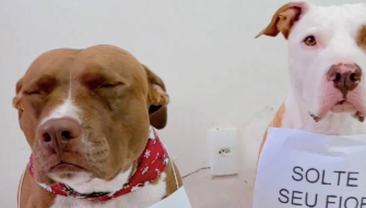 Due cani su sfondo bianco con un cartello per capodanno 