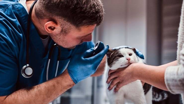 Veterinario controlla l'orecchio del gatto per capire se ha l'otite