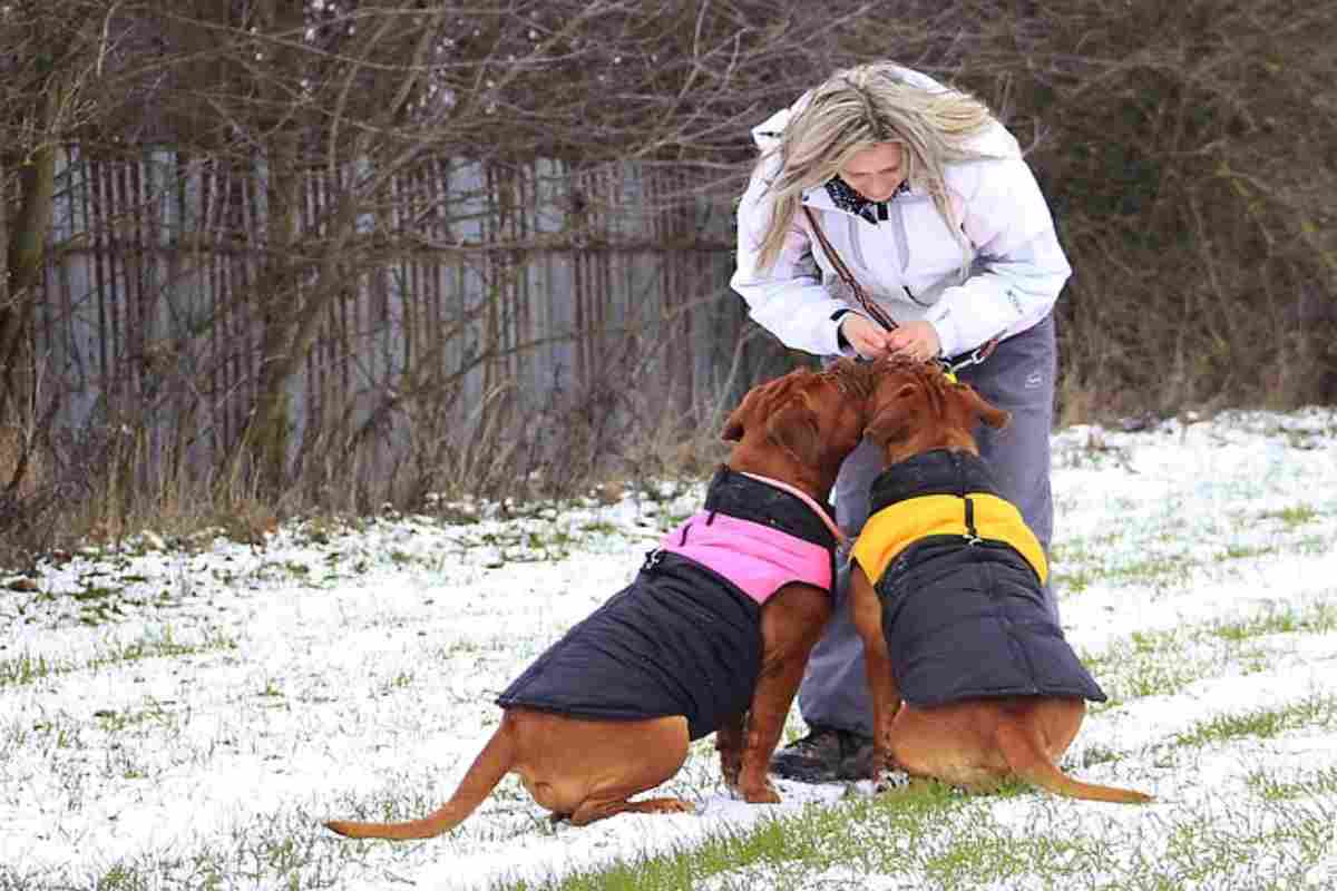 Cappottini e sciarpe sempre più comuni per i cani