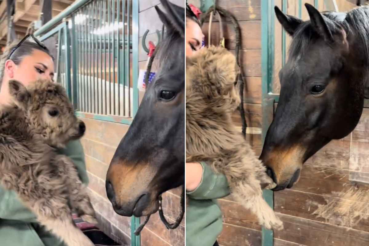Cavallo incontra cucciolo di bufalo
