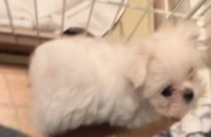 Arriva un fratellino: La reazione del piccolo maltese