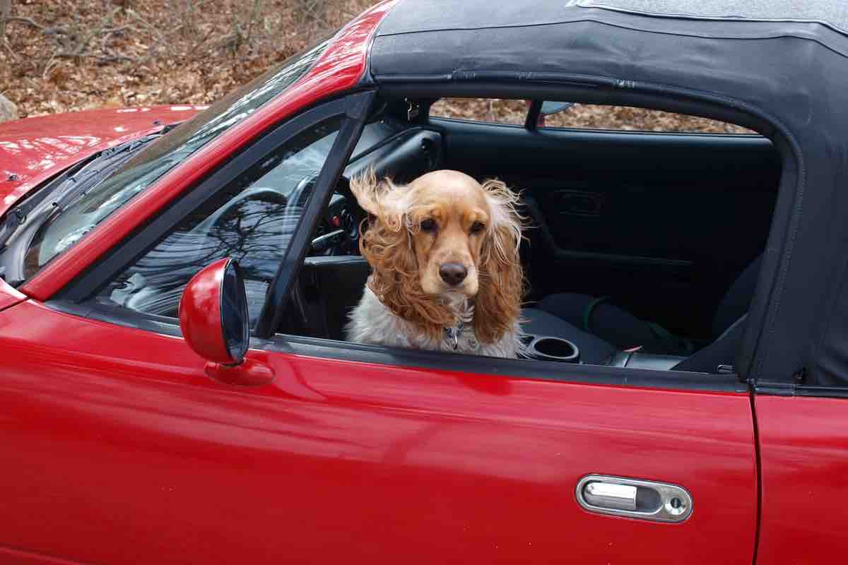 Un cane di razza cocker spaniel al volante senza cintura