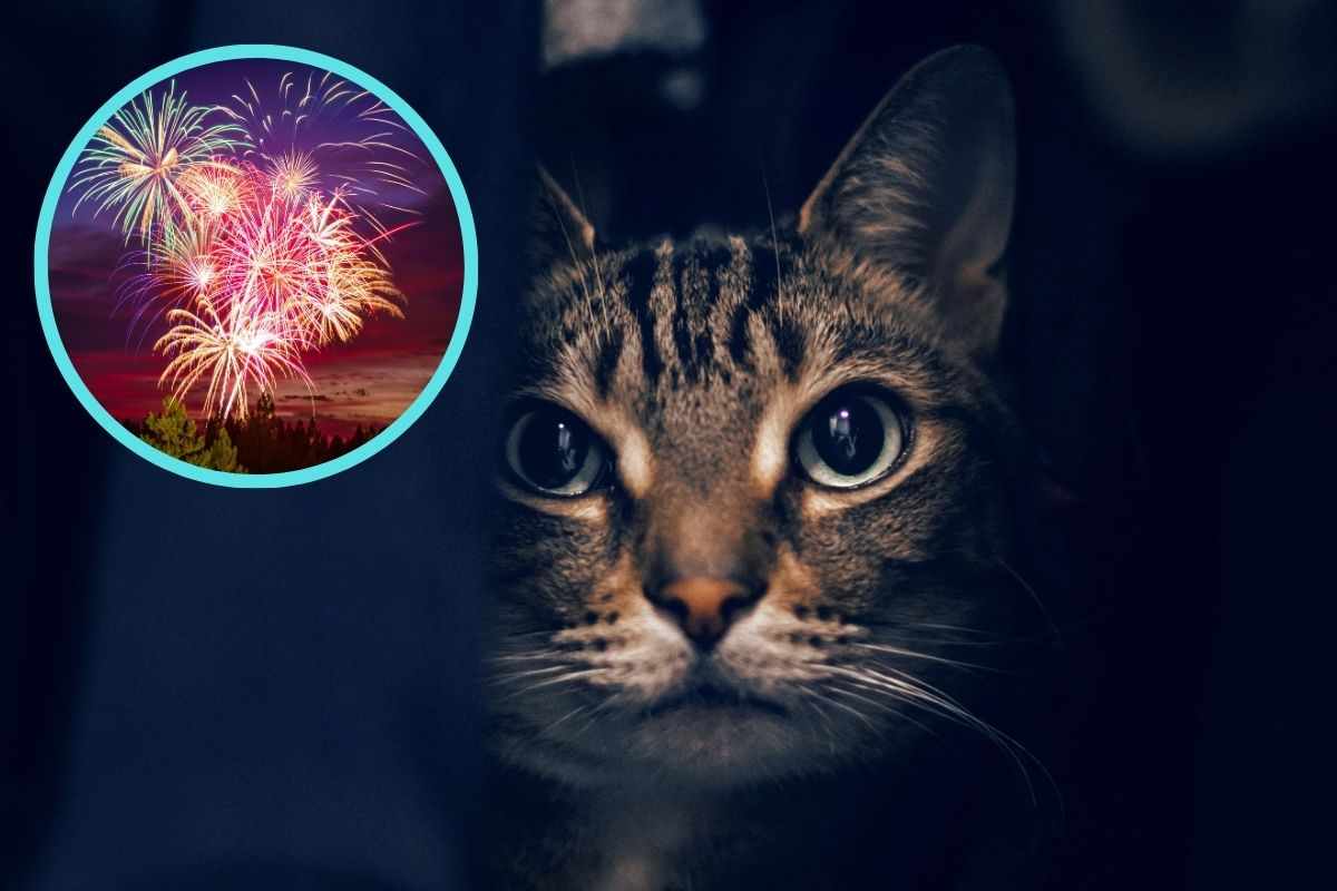 Gatto si nasconde perché ha paura dei fuochi d'artificio