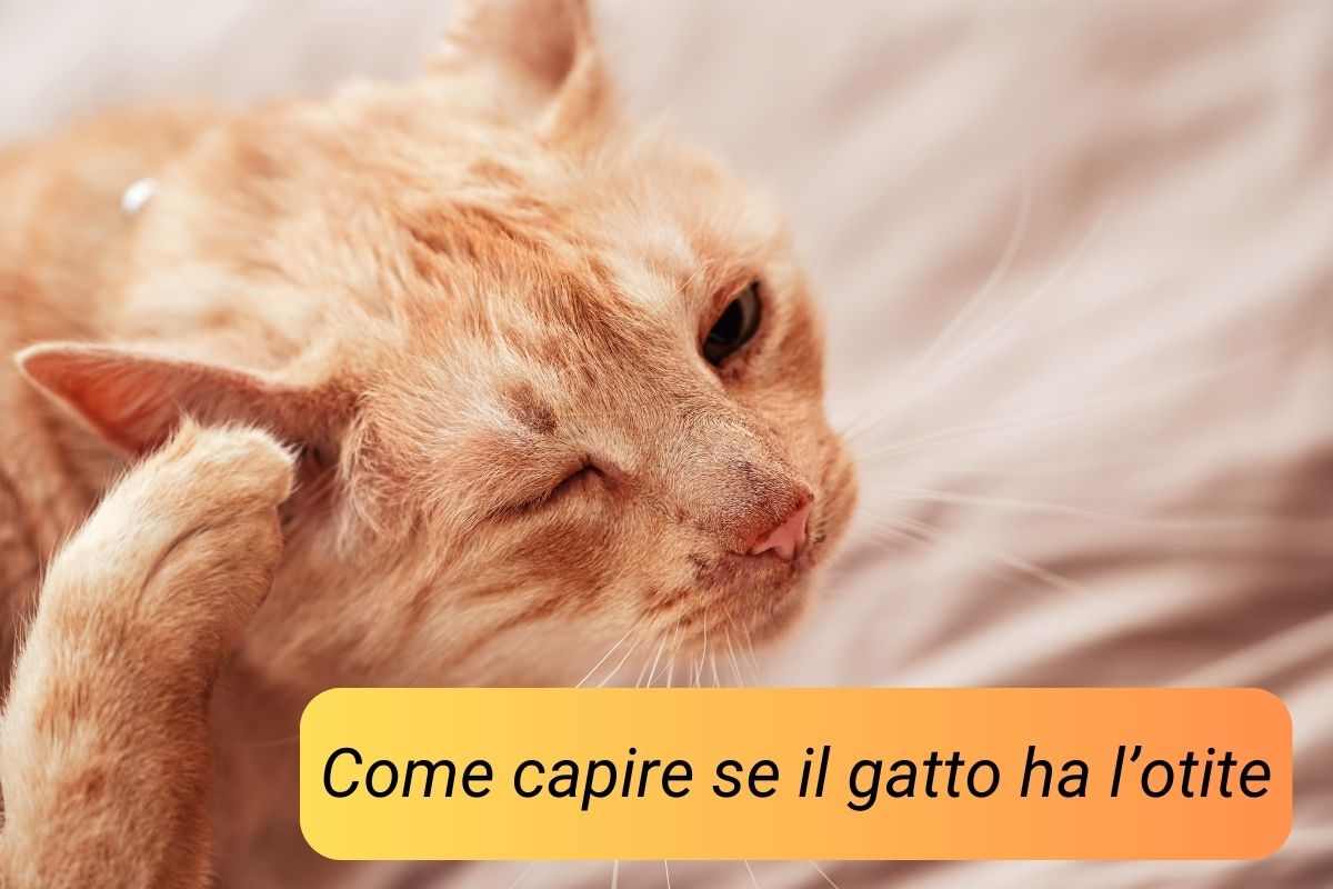 Gatto arancione si gratta l'orecchio un sintomo di otite