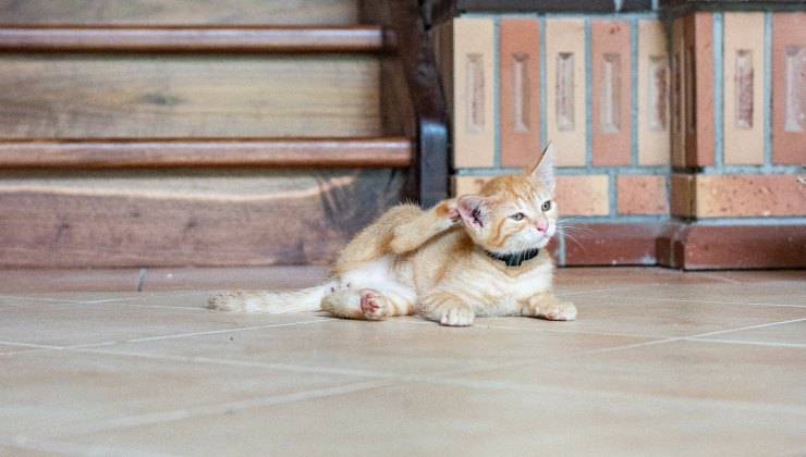 Gattino arancione si gratta l'orecchio con la zampa perché ha l'otite