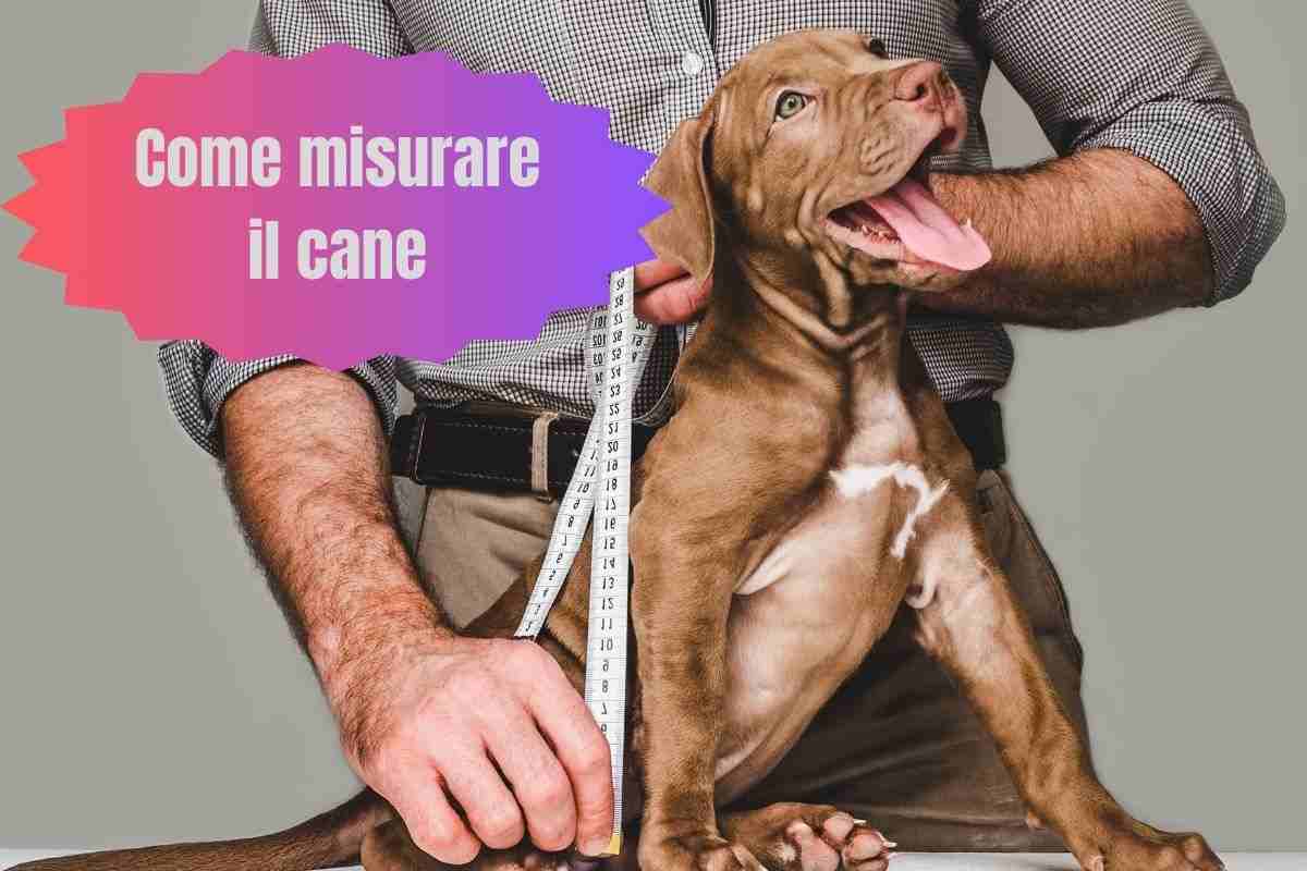Uomo misura il suo cane con il metro