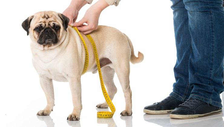 Uomo prende le misure del torace del cane con il metro