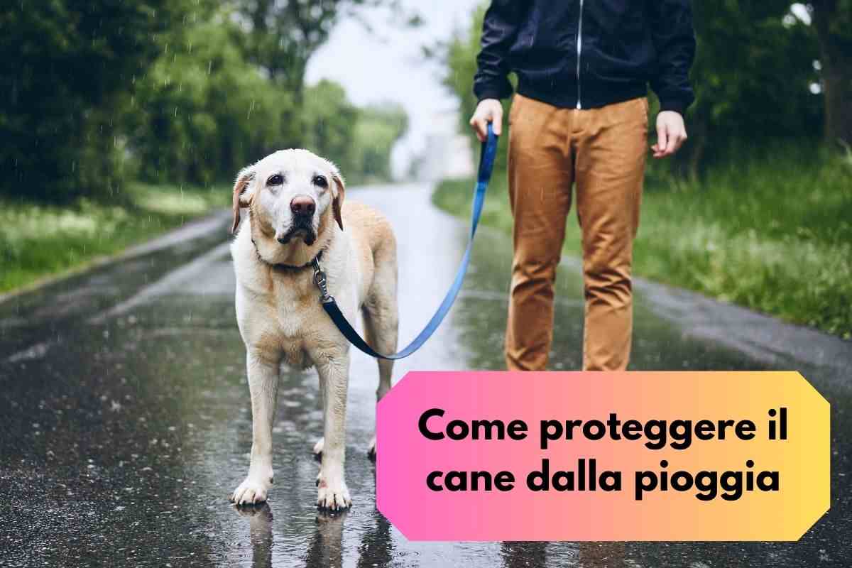 Uomo non sa come proteggere il cane dalla pioggia durante la passeggiata