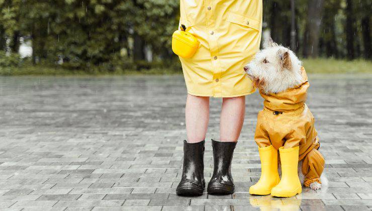 La donna protegge il cane dalla pioggia facendogli indossare stivaletti e impermeabile