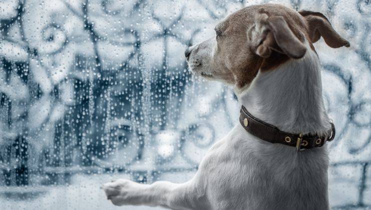 Cane guarda dalla finestra la pioggia 