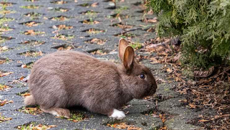 coniglio per terra che cerca la sua pipì