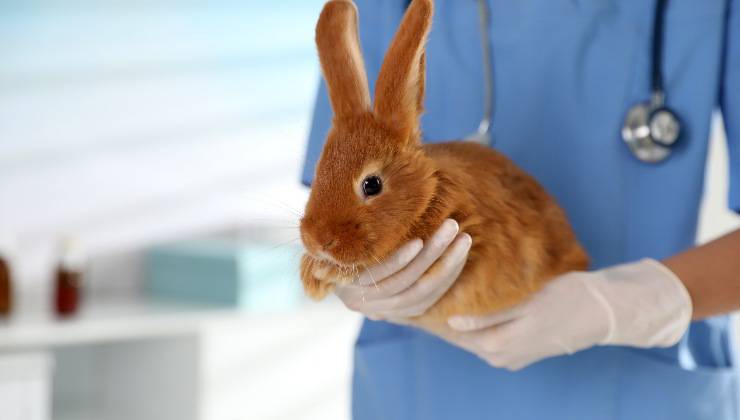 coniglio dal veterinario per controllo 
