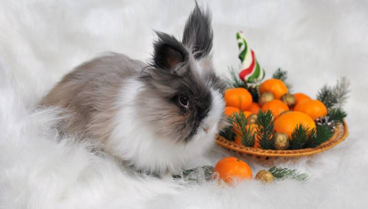 Coniglio grigio davanti al cesto di mandarini