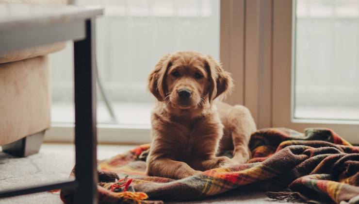 Cane steso nella sua cuccia sulla coperta magica che lo tranquillizza