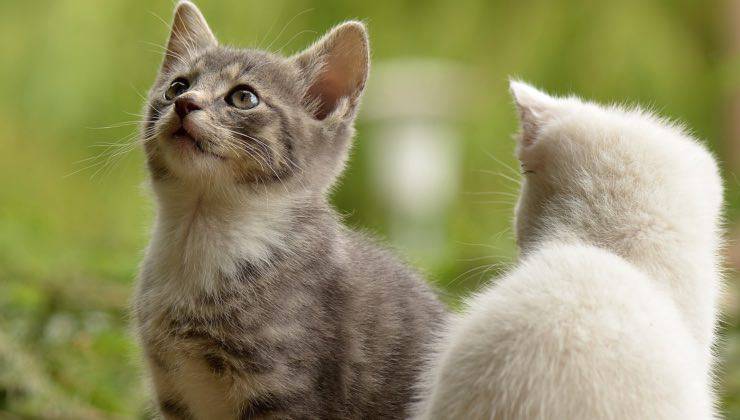 gatto bianco guarda gatto grigio in un prato fuori casa 