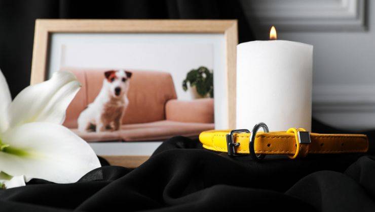 Tavolo con sopra la foto di un cane che non c'è più una candela e il guinzaglio di Fido
