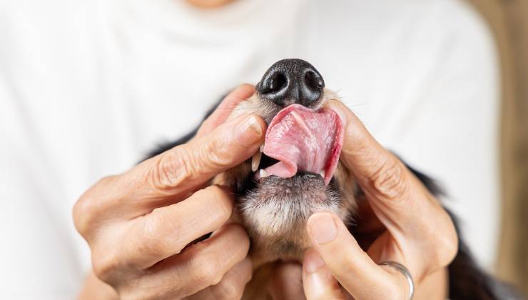 Veterinario controlla la lingua del cane perché si è bruciato